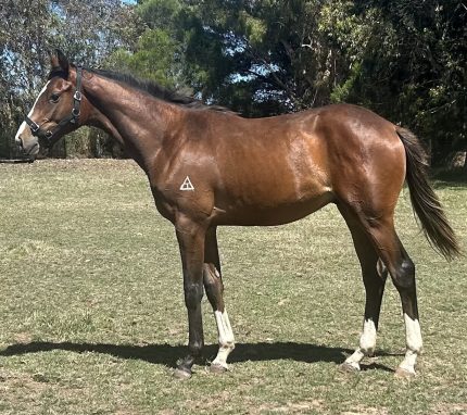 Un-named (Russian Camelot - Devil's Princess)