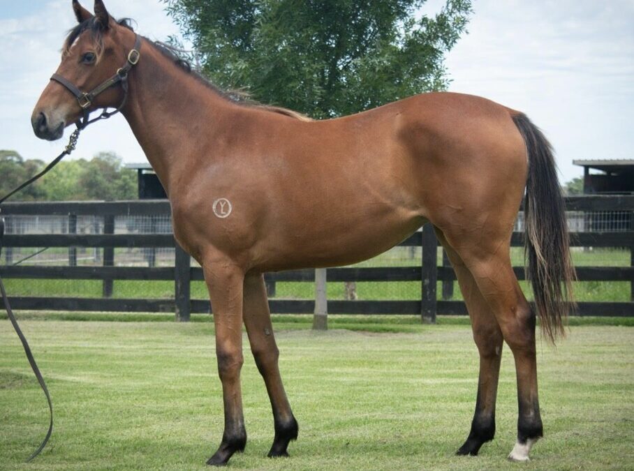 Un-named (Tagaloa – Mrs Mourinho)