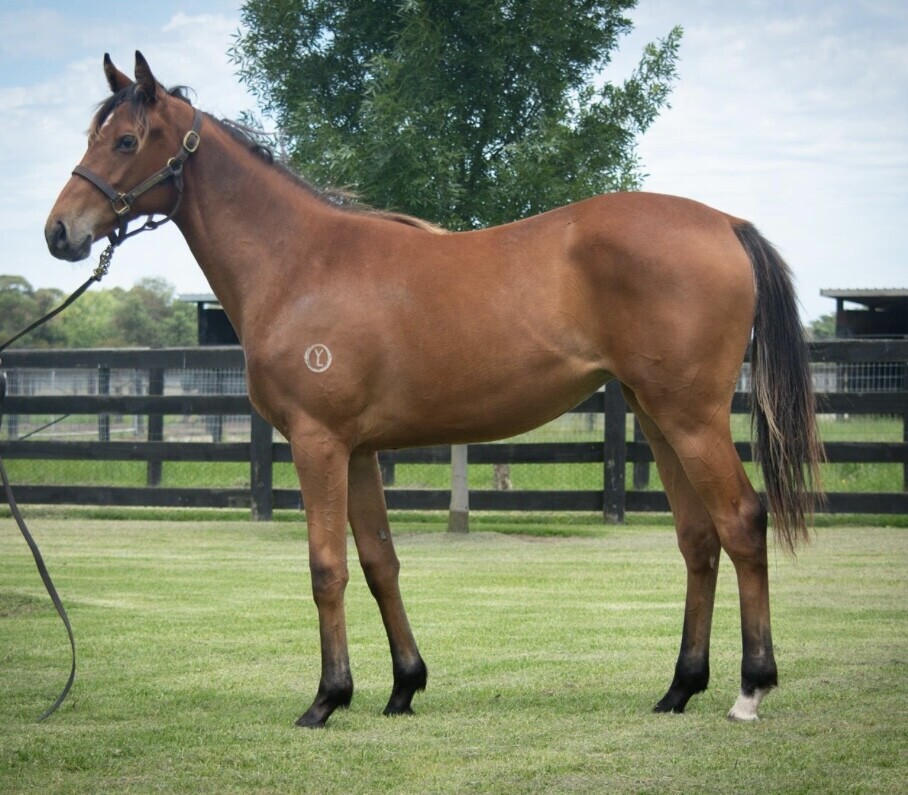 Un-named (Tagaloa – Mrs Mourinho)